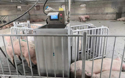 種豬測定站